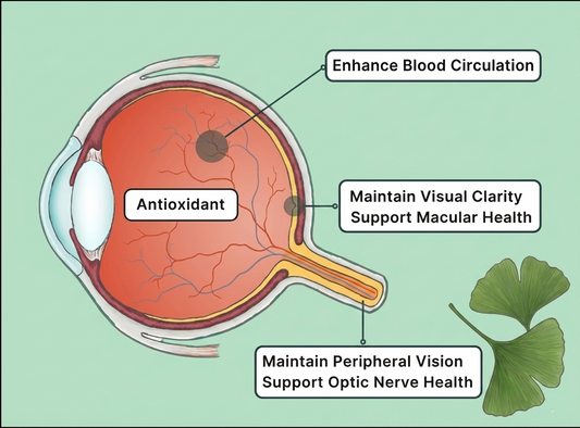 What Ginkgo Biloba Actually Does for Your Eyes