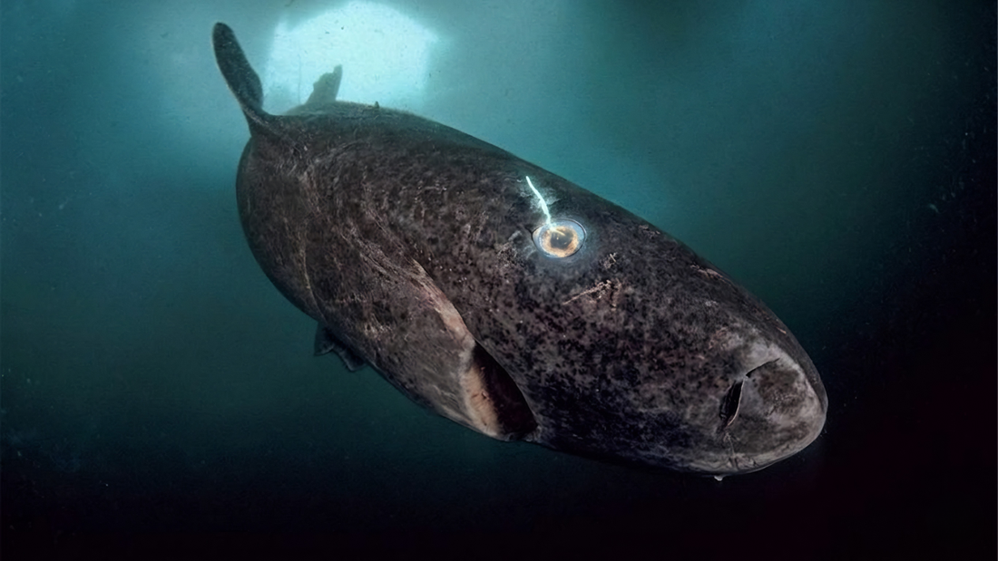 A 400-Year-Old Shark May Be Teaching Us Something About Eye Aging
