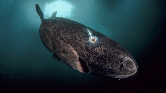 A 400-Year-Old Shark May Be Teaching Us Something About Eye Aging