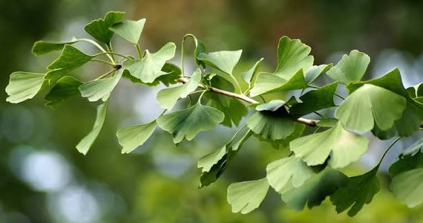 Ginkgo Biloba for Eyes: Vision, the Optic Nerve, and What Research Shows