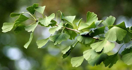 Ginkgo Biloba for Eyes: Vision, the Optic Nerve, and What Research Shows